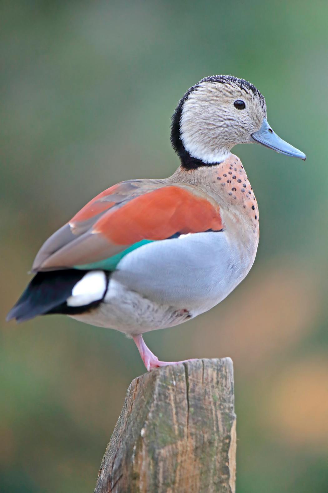 The ringed teal, a South American water duck.