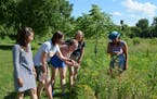 Quarry Hill Nature Center staff (from left) Pam Meyer, Jenna Daire, Brooke Hilger, KyAnne Hilger and Sammie Peterson examined wild parsnip growing nea