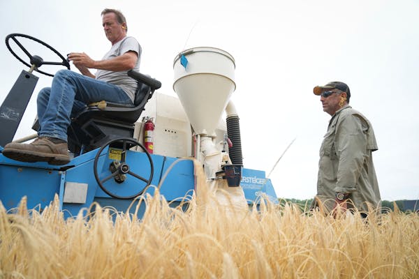 Ed Schiefelbein, left, and Guillermo Velasquez harvest barley grown in the University of Minnesota field, Friday, July 8, 2022 in St. Paul, Minn. The 
