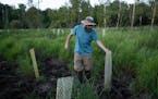 Fond du Lac reservation forest manager Alexander Mehne walked through the forest marsh he planted carefully selecting species based on whether they co