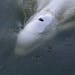In this image, taken Saturday, Aug. 6, 2022 by environmental group Sea Shepherd, shows a Beluga whale in the Seine river in Notre Dame de la Garenne, 