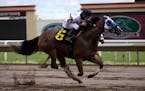 Two big races for quarter horses, like the one above, will be held Wednesday at Canterbury Park. 