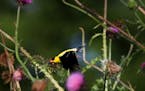 An American goldfinch takes flight from a thistle plant at Indian Mounds Park, a Native American burial ground, Wednesday, July 17, 2019, in St. Paul,