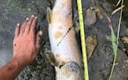 More than 2,500 fish, mostly brown trout, were found dead on Rush Creek near Lewiston on July 25.