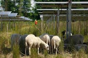 Sheep grazed on native prairie and flowers planted at a solar farm run by Enel Green Power in Shafer, Minn., that supplies Xcel Energy. 