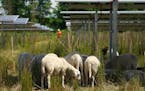 Sheep grazed on native prairie and flowers planted at a solar farm run by Enel Green Power in Shafer, Minn., that supplies Xcel Energy. 