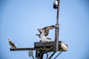 Minnesota Landscape Arboretum's osprey nest cam takes flight with fans