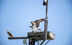 Arboretum's osprey nest cam taking flight with fans