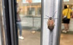 A spotted lanternfly on a restaurant door handle in lower Manhattan in New York City on Aug. 2. Kill-on-sight requests in New York City and elsewhere 