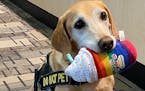 Security pup Eebbers, an 11-year-old Vizsla/Labrador mix based at MSP Airport, is one of TSA’s four finalists for Cutest Canine. Round one of voting