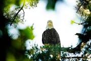 A bald eagle parent kept watch along the Mississippi River. In Mike McTee’s new book, he writes about hunters’ use of toxic ammunition on such sca
