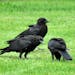 Do big-brained birds like crows hold funerals for dead flock mates? 