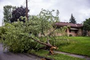A downed tree from last night’s storm lay in the streets on the corner of 4th and Kennard near Harding High School in St. Paul, Minn., on Sunday, Au