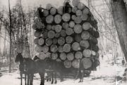 Four horses prepared to pull a load of logs piled 21 feet high in Kanabec County in 1892.  