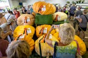 Mary Jane Schroder of Jordan took pictures of the large pumpkins in the Agriculture Horticulture Building Monday,. August 29, 2022, at The Minnesota S