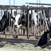 Dairy cows fed at a dairy farm in the southern part of Ontario, Calif., on Aug. 11, 2022. (Will Lester/Inland Valley Daily Bulletin/TNS)