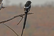 The African magpie shrike is black and white with a dark beak and a long tail.