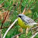 A Kirtland’s warbler perches on a branch in the jack pine forests of northern Michigan The warbler was on the brink of extinction 30 years ago.