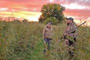 Minnesota hunters, like waterfowlers in some other states of the Mississippi Flyway, are seeing, and shooting, fewer ducks than they once did.
