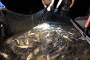 The Shingle Creek Watershed Management Commission has removed approximately 65% of all the carp living in Crystal Lake in Robbinsdale over the past tw