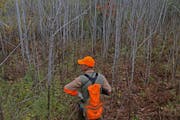 Pointing dog trainer Jerry Kolter awaits the return of his English setter while hunting grouse and woodcock in Pine County.