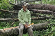 Ed Ranson, president of the Itasca Moraine chapter of the North Country Trail Association, inspected part of the nearly mile-long blowdown covering th