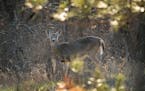 A deer is pictured in Bunker Hills Regional Park in Blaine. State biologists found neonicotinoids in 94% of deer spleens collected from roadkill and s
