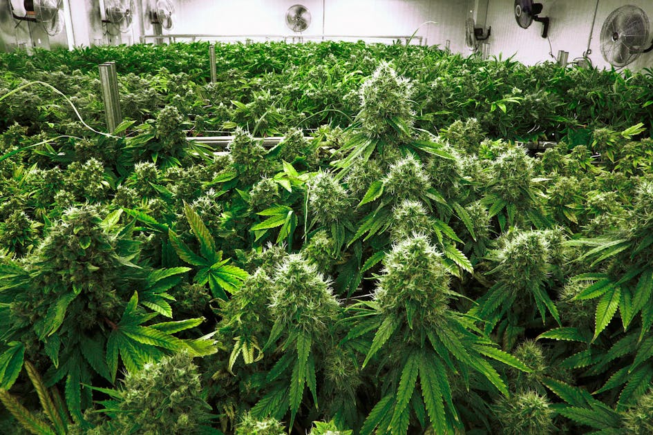 Minnesota Poll: 53% support legalizing recreational marijuana