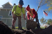 Minneapolis park workers planted trees a year after the tornado on the North Side.