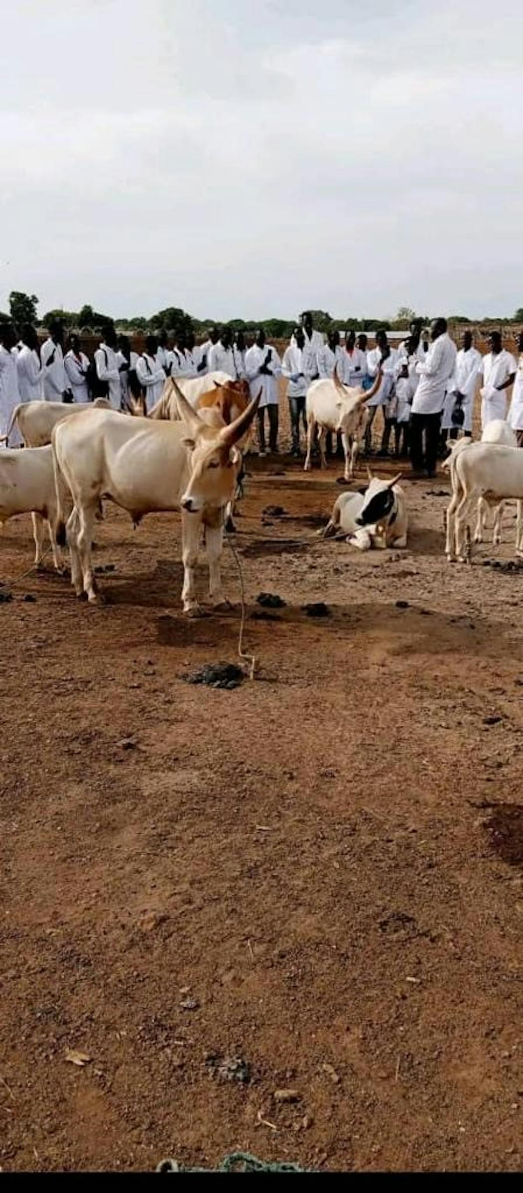 In South Sudan, cows are used as currency.