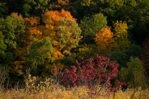 These 7 Midwestern destinations offer great views of fall color