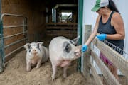 Farmaste founder Kelly Tope feeds pigs peanut butter sandwiches filled with their medication at the farm in Lindstrom, Minn.
