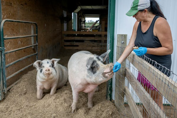 Minnesota sanctuary farm provides 'rescued' animals with comfort, care and space