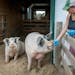 Farmaste founder Kelly Tope feeds pigs peanut butter sandwiches filled with their medication at the farm in Lindstrom, Minn.