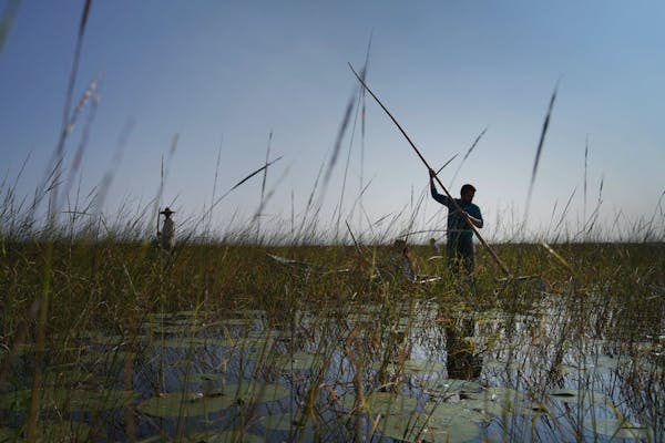 Climate threatens Ojibwe's sacred wild rice