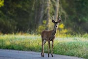Deer me — it's another sign of the times