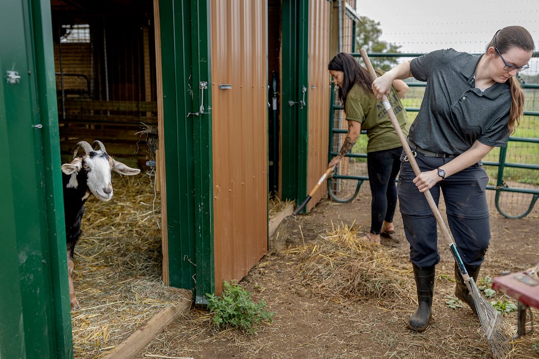 Part-time Farmaste employee Emily Meister, left, and Sierra Stukenholtz, who will take Meister’s role when she leaves in November, cleaned around the goat barn.