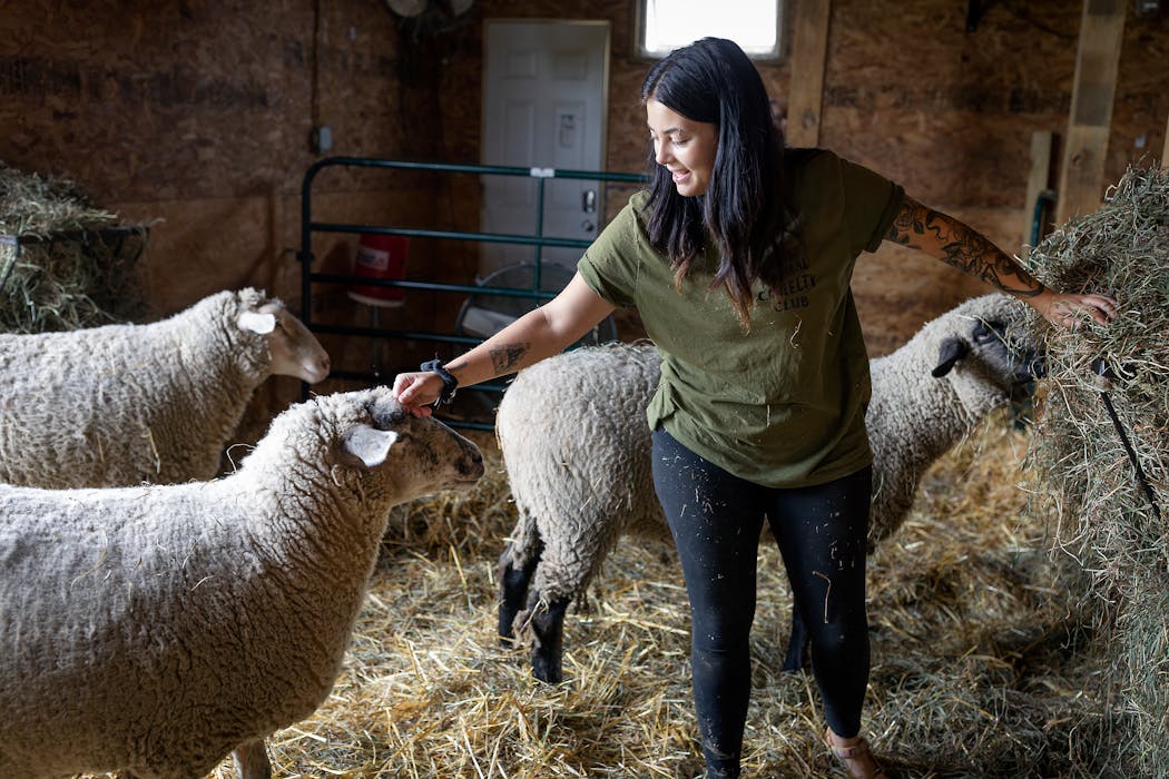 Emily Meister, a part-time employee of Farmaste, fed sheep.