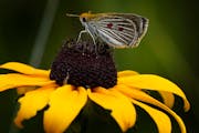 A Poweshiek skipperling butterfly sits on a black-eyed Susan after being released in a Central Michigan wetland. The once common prairie butterflies a