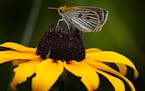 A Poweshiek skipperling butterfly sits on a black-eyed Susan after being released in a central Michigan wetland. The once common prairie butterflies a