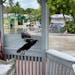 A chicken leaves its roost at a dive boat’s unmanned booking booth in Key West, Fla., Monday as king tides begin to flood city streets.