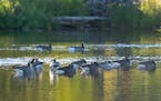 Geese floated down the the St. Louis River on Tuesday near Chambers Grove Park in Duluth. 