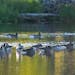 Geese floated down the the St. Louis River on Tuesday near Chambers Grove Park in Duluth. 