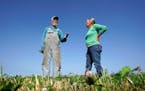 George Naylor and his wife Patti stood in a cover crop of clover on their farm on Sept. 13 near Churdan, Iowa. The Naylors began the transition to org