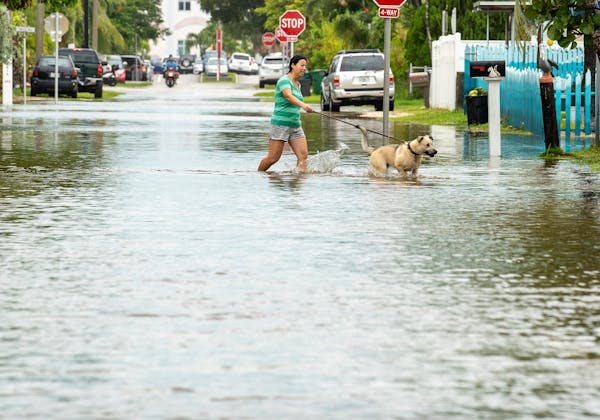 A dog is walked through floodwater as the tide rose Tuesday in Key West, Fla., as the first bands of rain associated with Hurricane Ian passed to the 