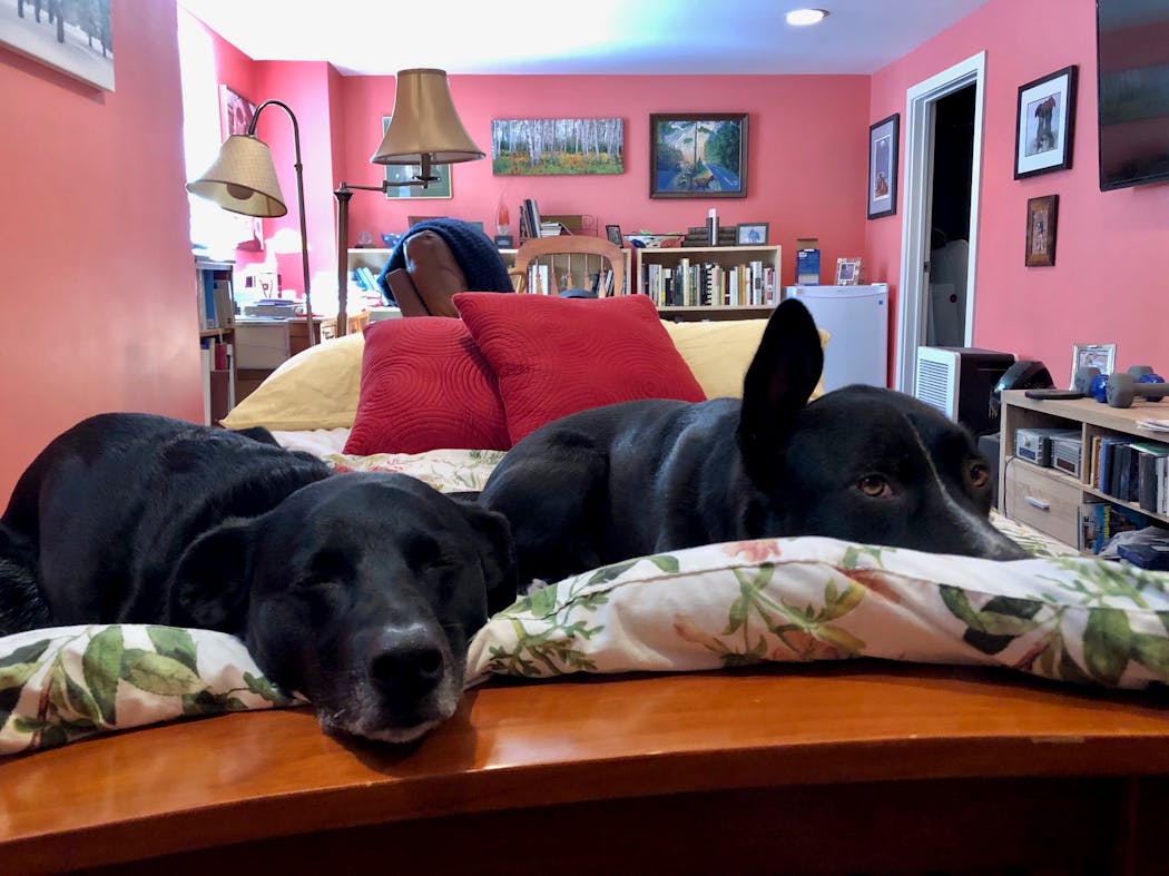 As long as there are no strangers in the house, Rosie and Angus are perfectly calm.