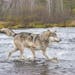 The overall population of Wisconsin wolves wasn’t harmed by the recent controversial hunt of the wild canines in that state — nor would Minnesota�