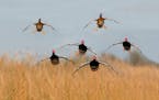 “We are writing to set the record straight and to ask Minnesota waterfowlers for their support of the proposed hunting changes to keep Manitoba a pl