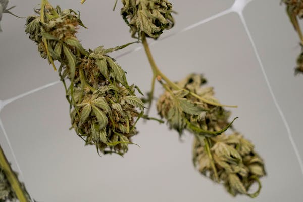 Marijuana plants for the adult recreational market are seen hanging in a drying room at a farm in Suffolk County, N.Y., Tuesday, Oct. 4, 2022.