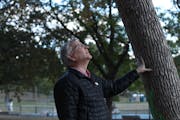 Lee Frelich, director of the Center for Forest Ecology at the University of Minnesota, inspected a doomed green ash in Loring Park.